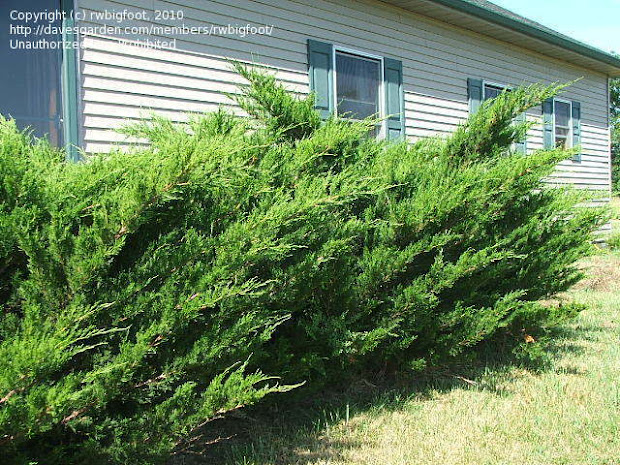 landscaping . landscape