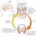 Homeopathy Treatment for Thyroid