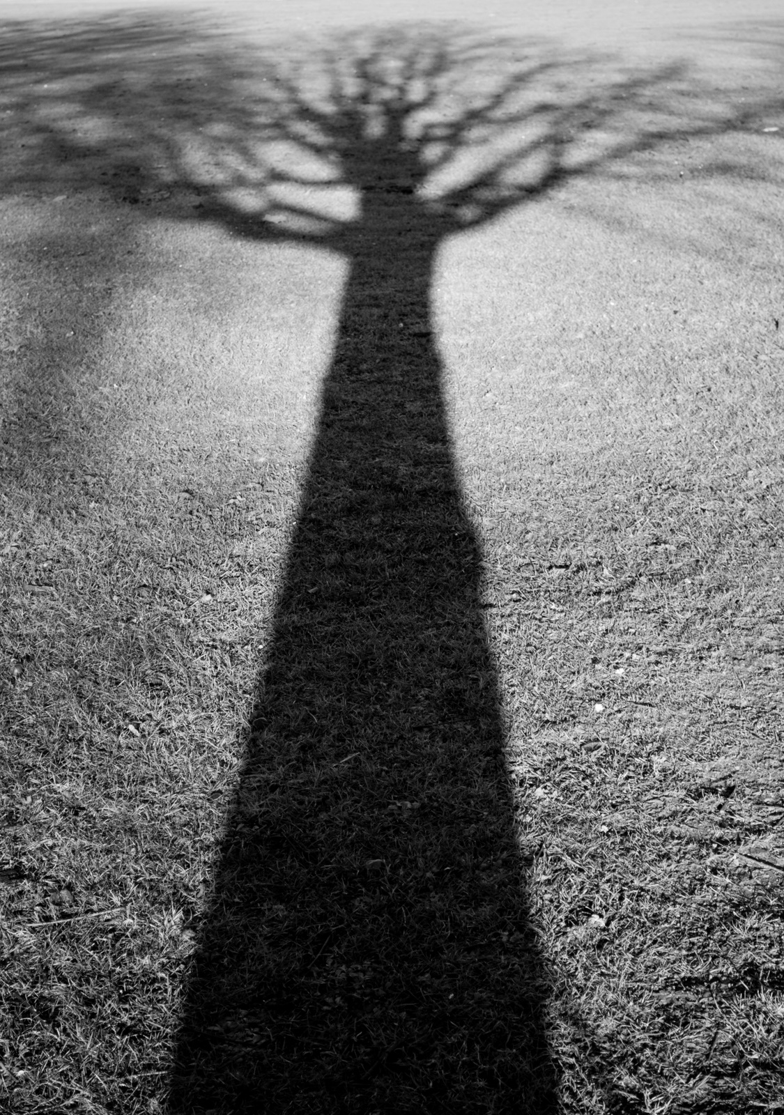 Vancouver Daily Photo Shadow of a Tree