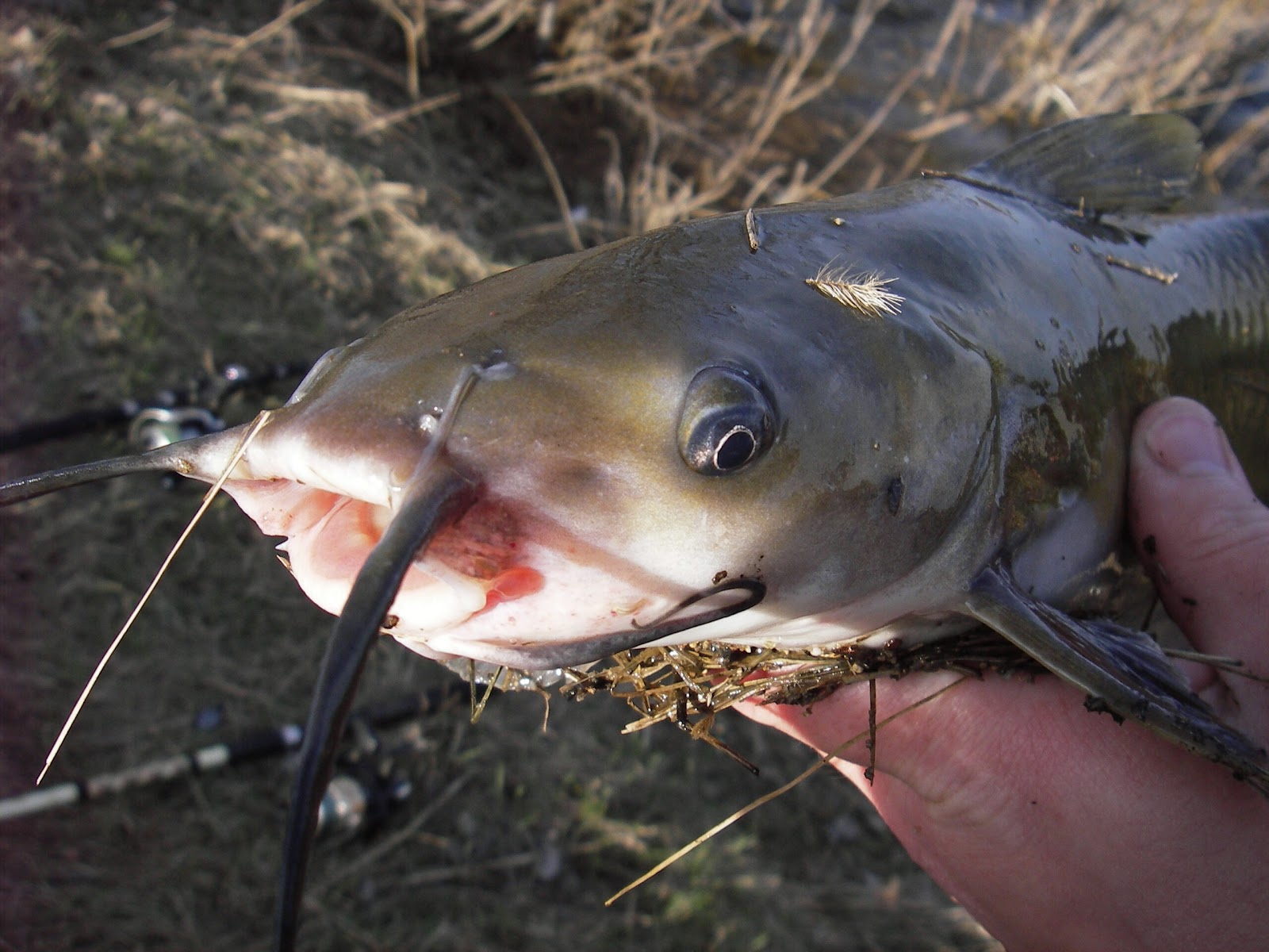 Slab Seeker Fishing Get Nocturnal for Big Cats
