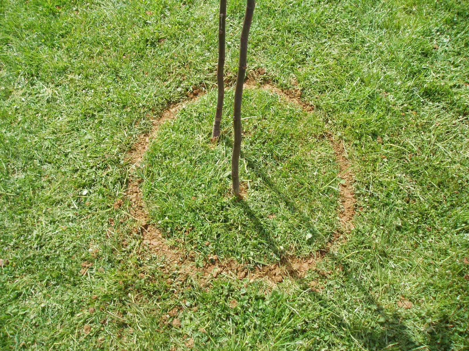 METIDO EN JARDINES: Plantar un árbol sin dañar el césped