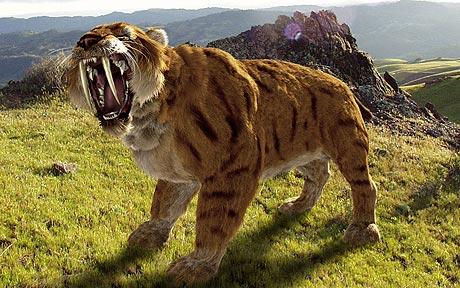 Sabre Toothed Tiger