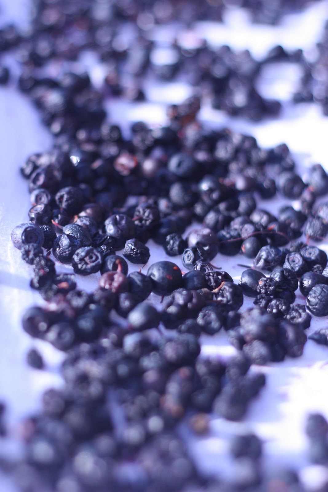 Familien BADENBADEN Sun dried Blueberries