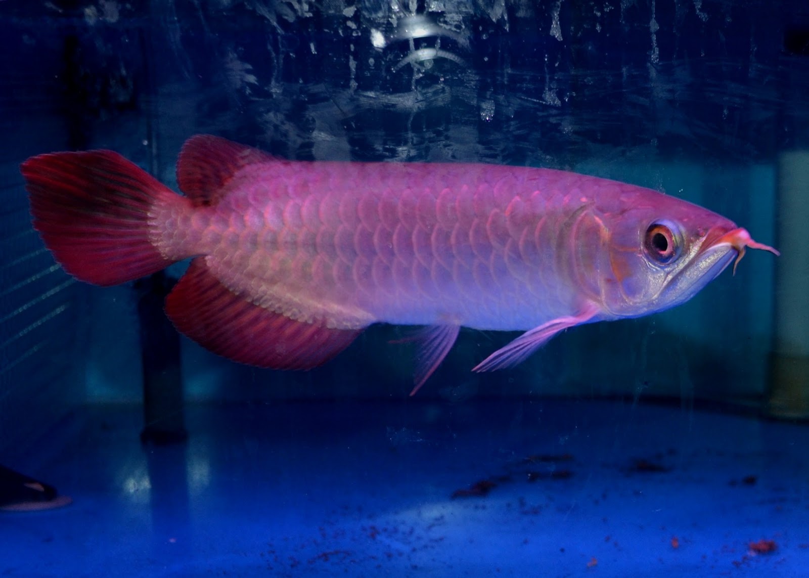 ASSAKINAH AROWANA Arowana Chili Red