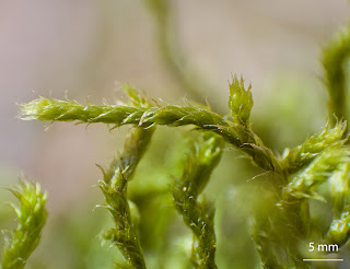 foto del musgo pleurocarpico Antitrichia curtipendula de la familia Leucodontaceae