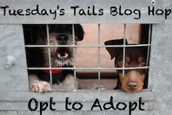 free puppies pasco county with beagle free adoptions at pasco county animal shelter in florida free puppies pasco county with beagle free adoptions at pasco county animal shelter in florida