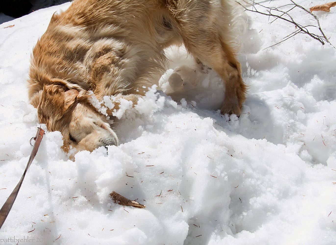 A golden retriever is rolling in a snow bank, he has smashed his head into the snow. A brown leather leash is attached ot his collar.