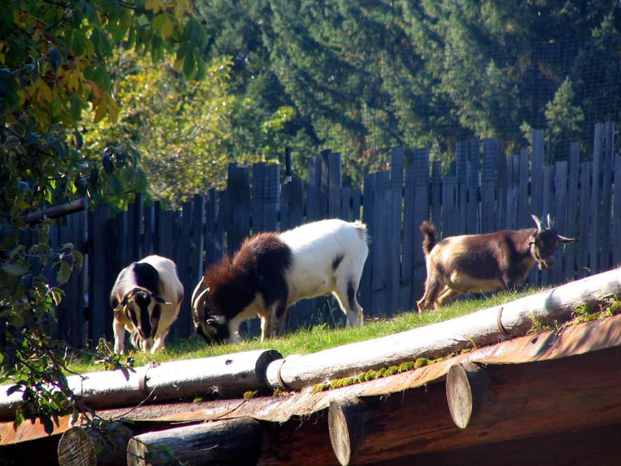 The Painted Pear Goats on the Roof (Whaaat?)