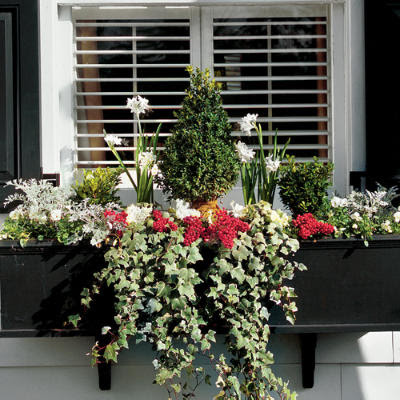 cottage flavor window boxes abloom purple christmas tree bows