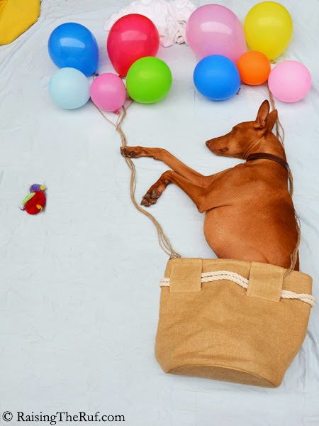 dog hot air balloon