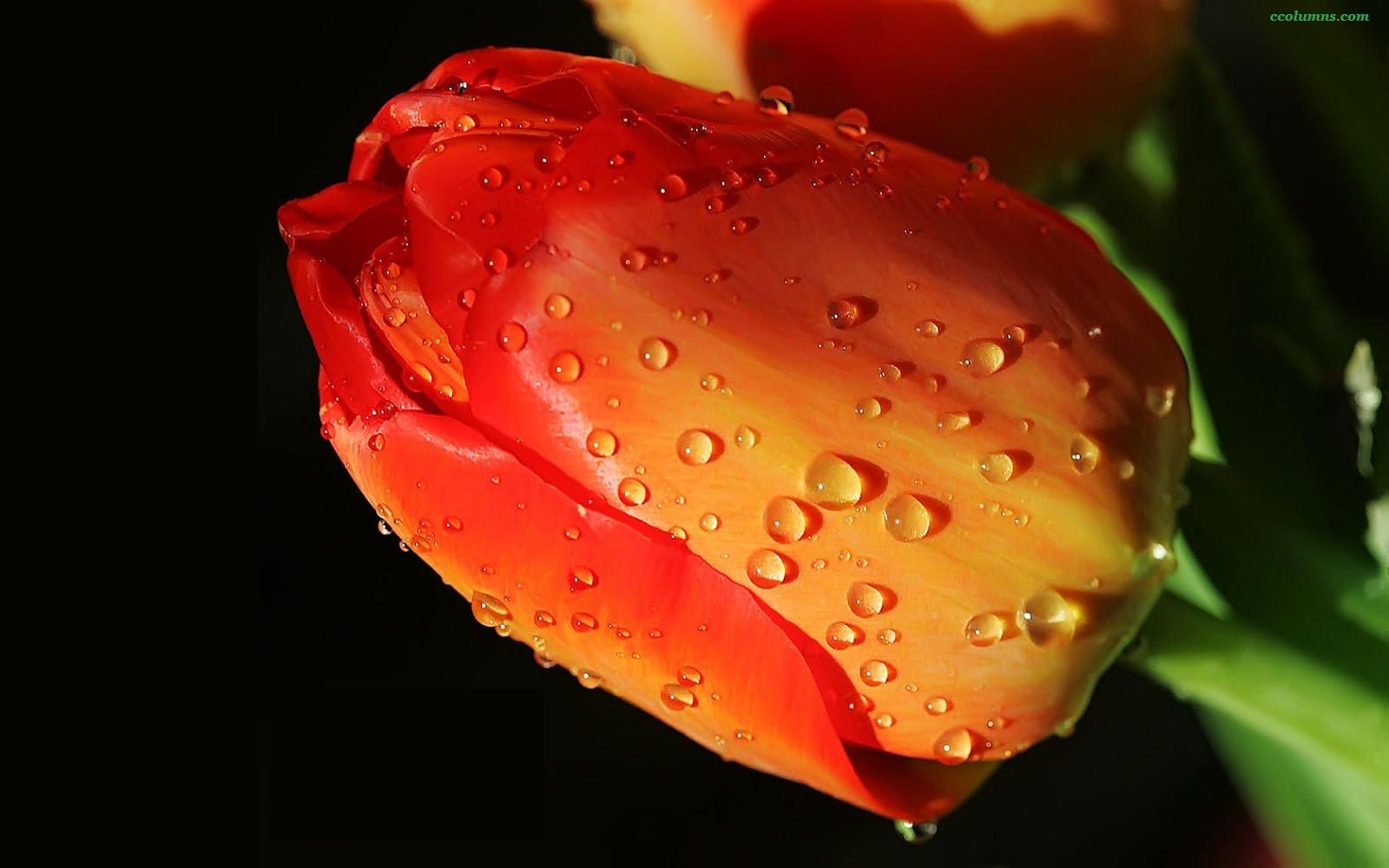 http://4.bp.blogspot.com/-tSEG51hU3wk/UPsCuHw3GYI/AAAAAAAADWE/AzO5viD-3hM/s1600/flower-hd-desktop-wallpaper-attractive.jpg