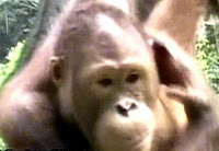 Orang Utan