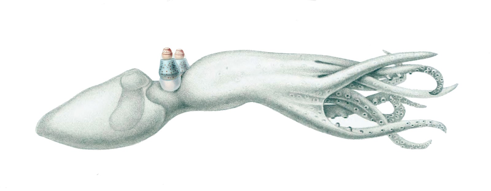 Real Monstrosities Telescope Octopus