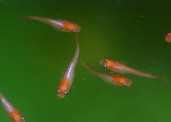 Goldfish Garage: A Two Car Fishroom: Medaka: Japanese Rice fish