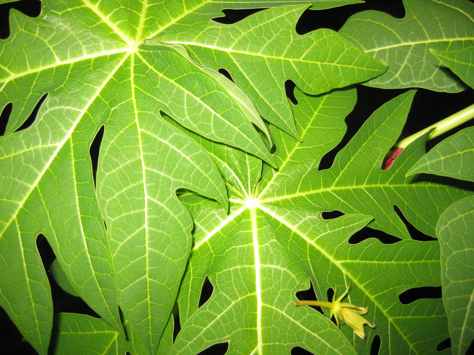 whatplantisthis Papaya Tree