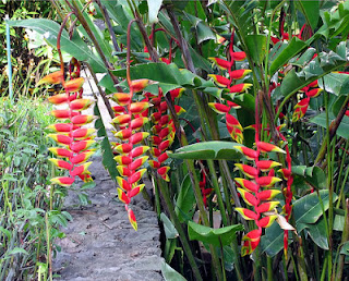 http://4.bp.blogspot.com/-tSwSitPTl1o/URNLCecZtNI/AAAAAAAAAM0/Dsf_I9ukI7k/s1600/Heliconia.jpg