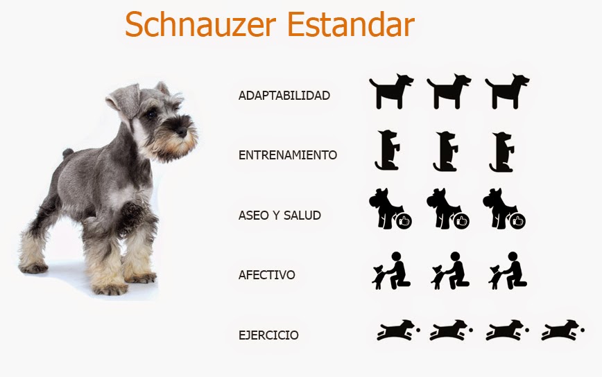 Raza schnauzer