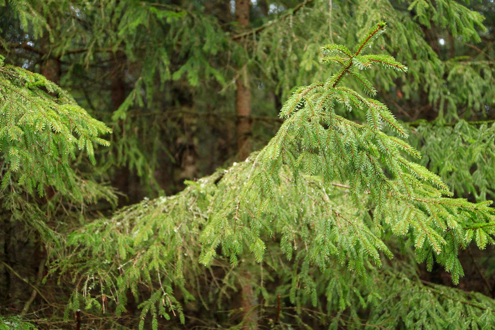Gwiazdka w Puszczy - Ania w Podróży