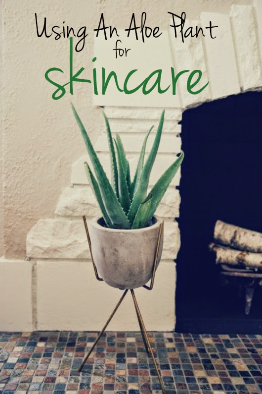 Boston Green Blog Harvesting Aloe for Soothing Sunburns