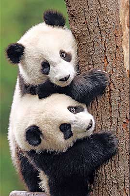 Most Amazing Almost Extinct Animals Giant Panda Most Amazing Almost Extinct Animals Giant Panda