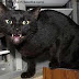 HOT : KUCING HITAM DITANAM HIDUP-HIDUP SELAMA 7 HARI UNTUK DAPAT KUASA KEBAL.. #LahadDatu