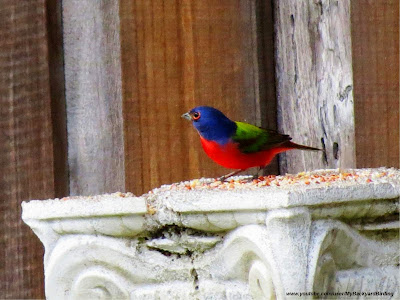 Male Painted Bunting in Florida