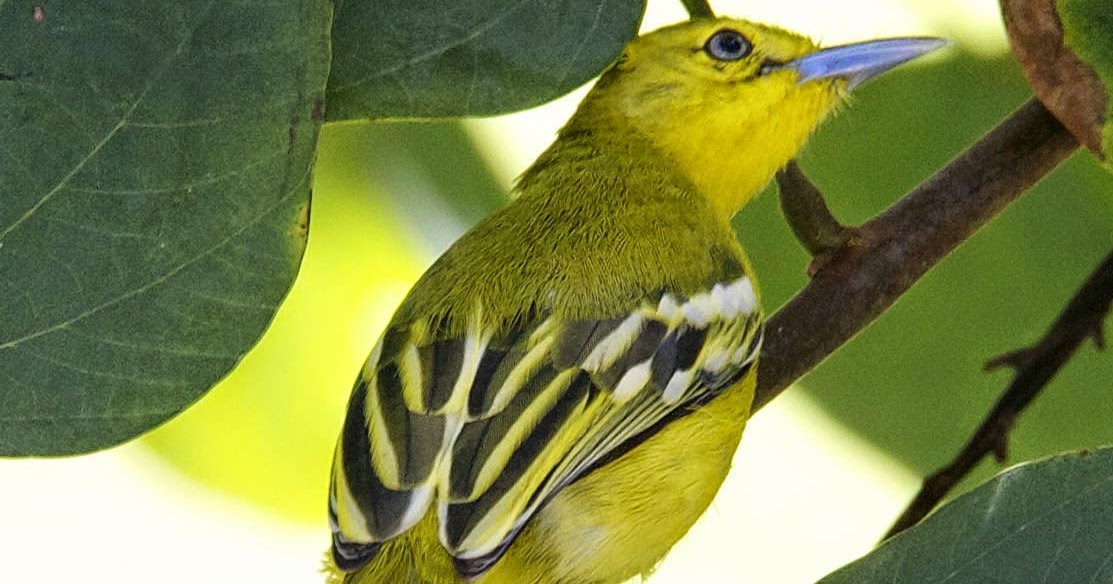 Mengenal Burung Cipoh Cito Sirtu Jantan Dan Betina Zona Kicau