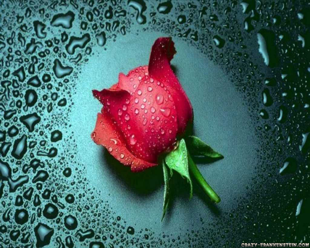 s s c h s c result bangladesh wonderful red rose flower hd