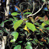 2’,4’-Dihidroksi-3’,5’,6’-Trimetoksi Calkon suatu Senyawa Antitumor dari Kulit Batang Tumbuhan Cryptocarya costata (Lauraceae)