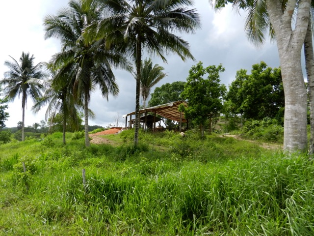 Amish In Belize