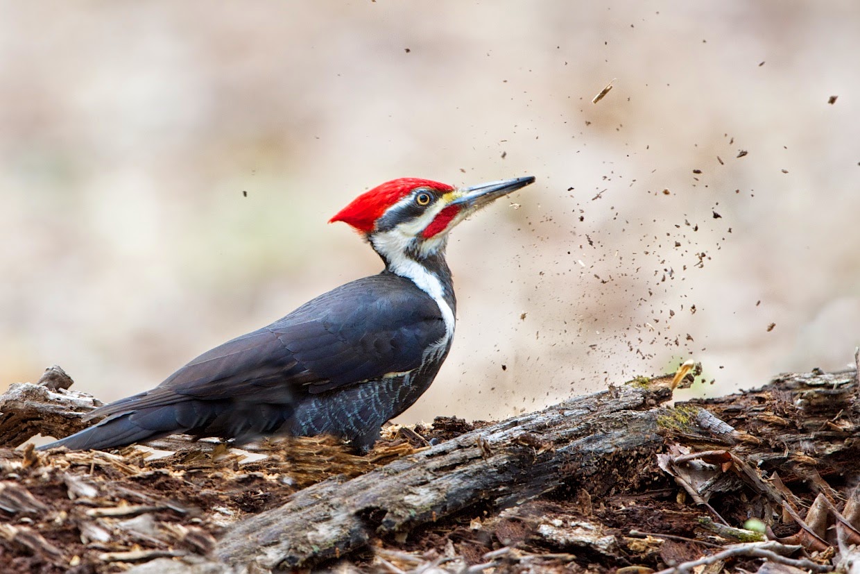 back in the u s a pileated woodpecker pecking wood back in the u s a pileated woodpecker pecking wood