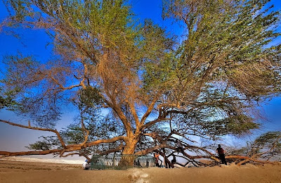 Pohon Kehidupan di Bahrain (Tree of Life)