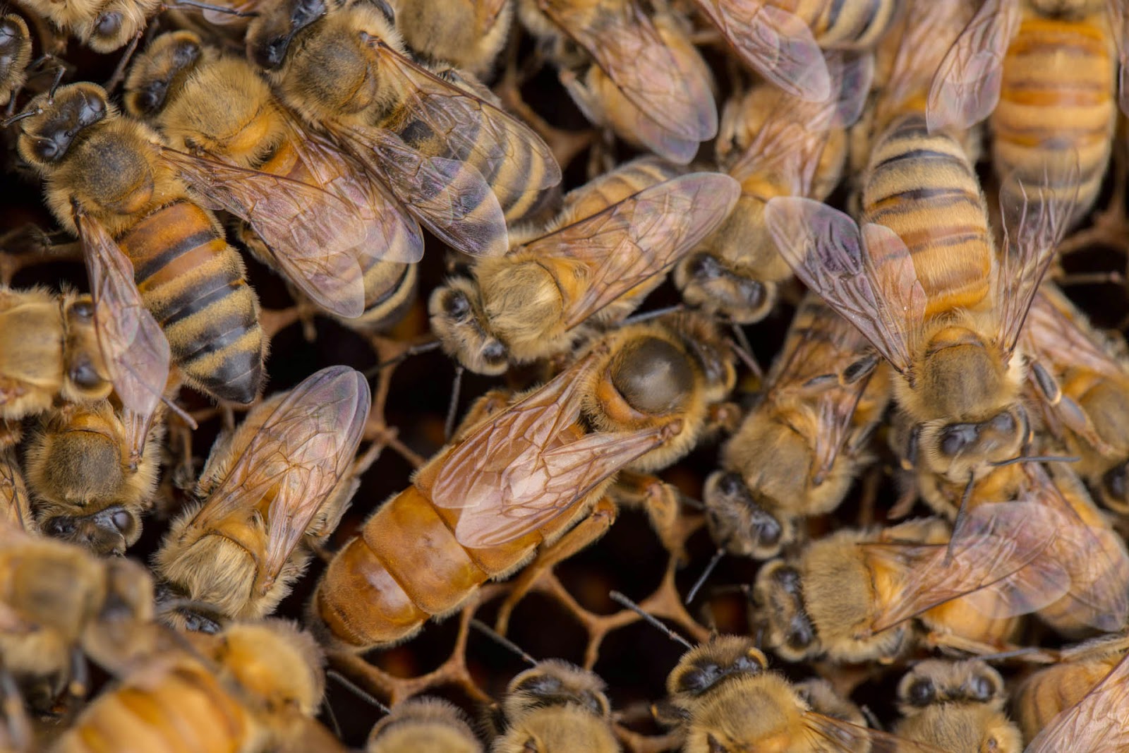 Rome The Second Time Graffiti A Rome Primer