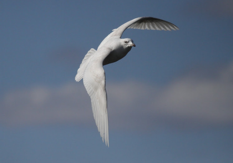 Iceland Gull