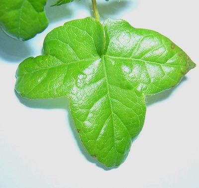 CLASES DE HOJAS VEGETALES clases de hojas vegetales: