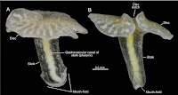 http://sciencythoughts.blogspot.co.uk/2014/11/an-enigmatic-animal-from-australian.html