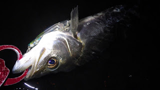シーバス 湾奥 ナイトレイド90RD シーバス 湾奥 ナイトレイド90RD