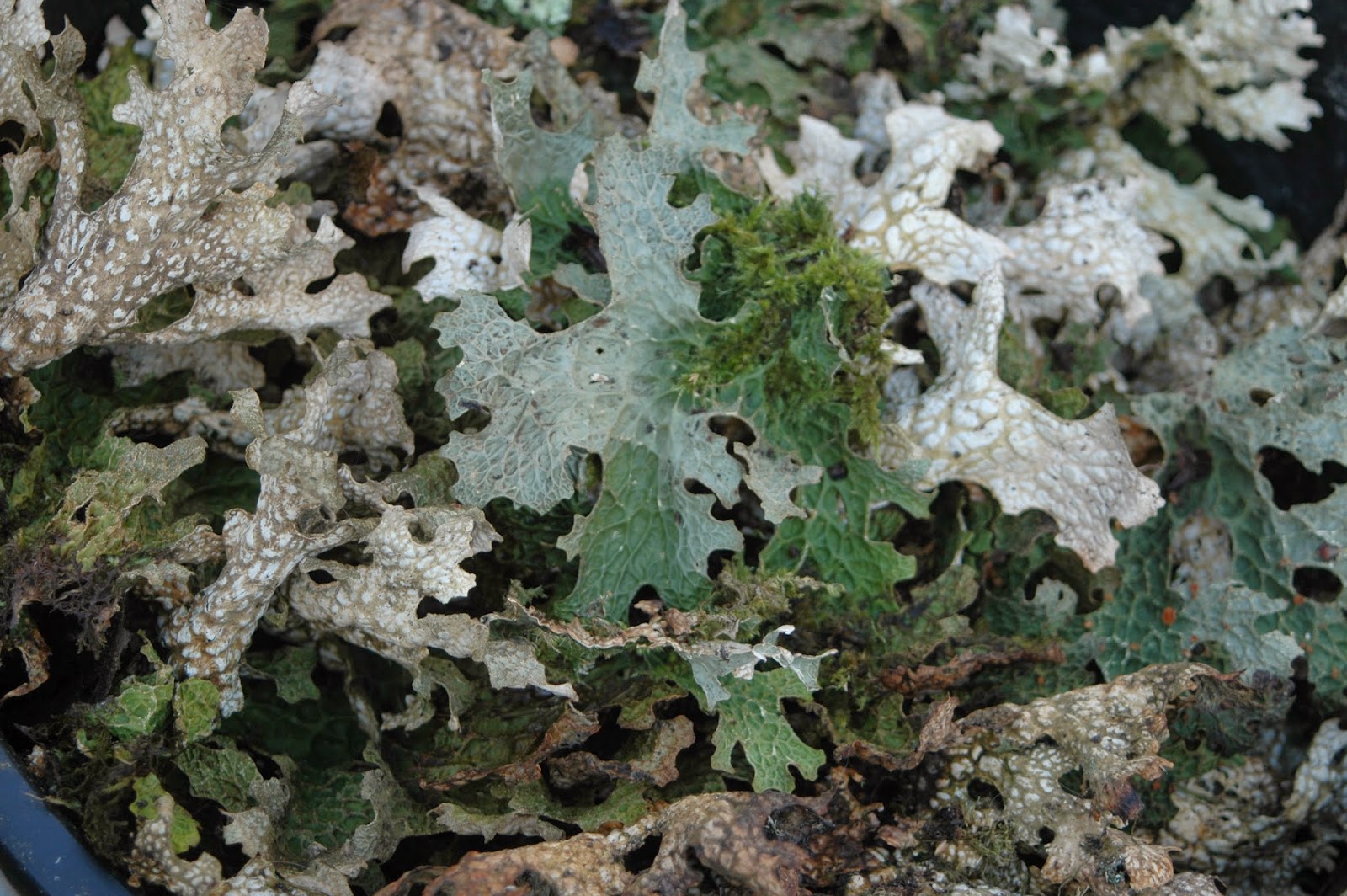 Markree Wool Craft Lichen Dye