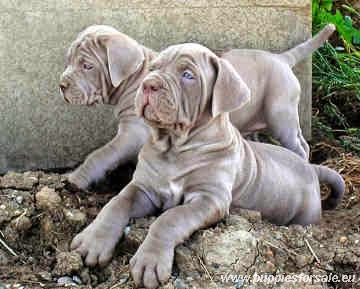 Rules of the Jungle: Neapolitan mastiff puppies