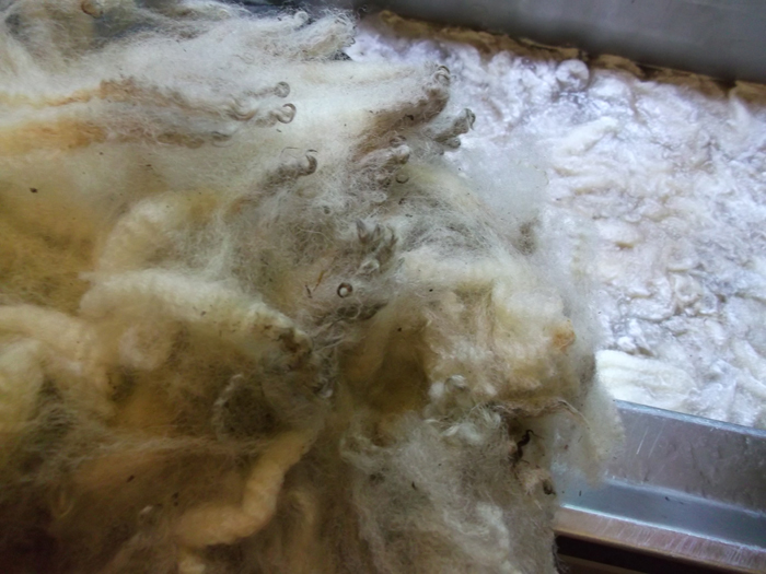 Spinspiration Washing your Raw Fleece for Spinning