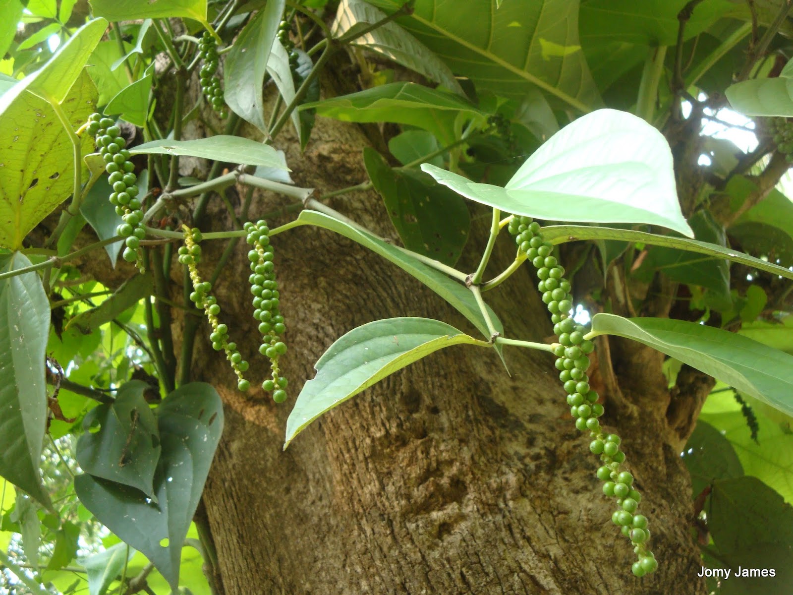 Jomy's Snaps Pepper plant with peppercorns