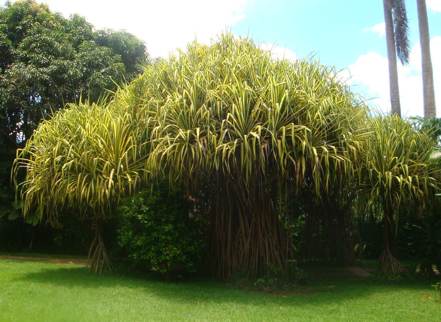 natural Pandanus baptistii, Pandanus sanderi o pandano variegado