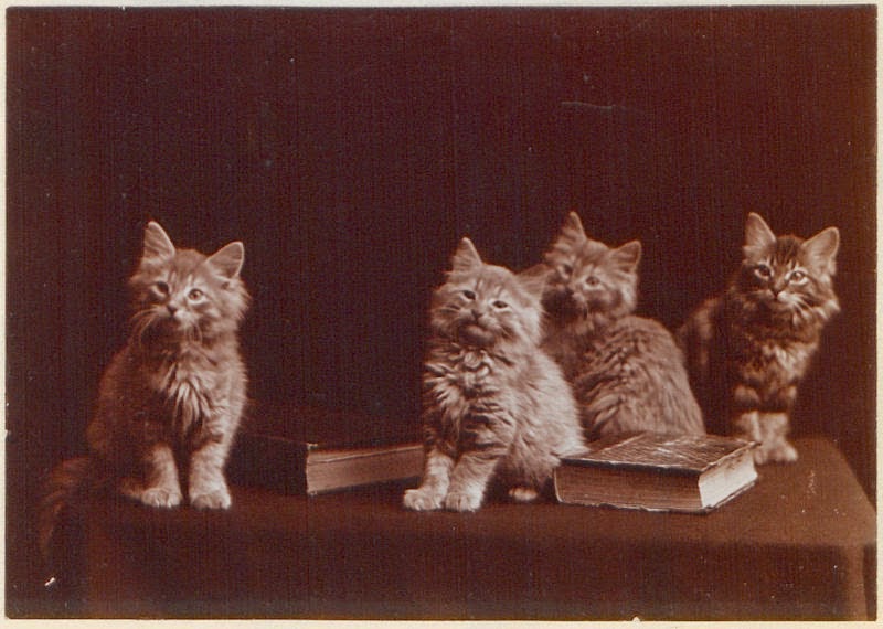 Vintage Photos of Adorable Kittens from 1902 vintage everyday