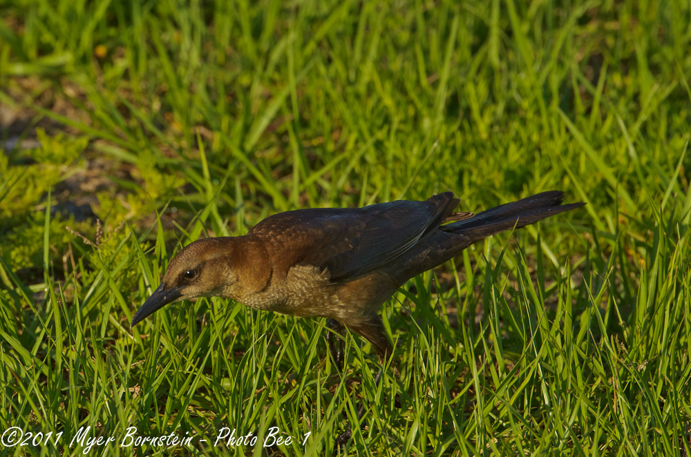 female common grackle female common grackle. female common grackle