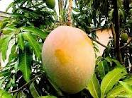 Cara Memperbesar Mangga Gadung Cara, Memperbesar, Mangga, Gadung, Budidaya, Budidaya mangga