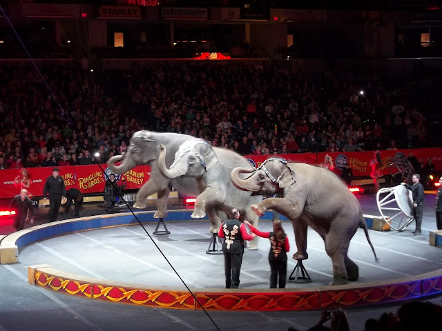 Baby Elephant at the Circus.