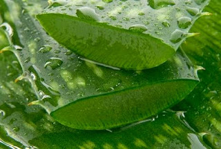 Tanaman lidah buaya memiliki air dan gel di dalam daunnya Tanaman lidah buaya memiliki air dan gel di dalam daunnya