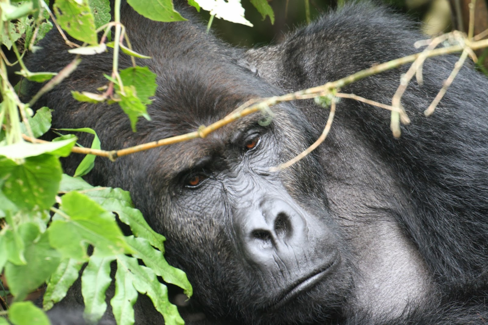 rencontre avec les gorilles