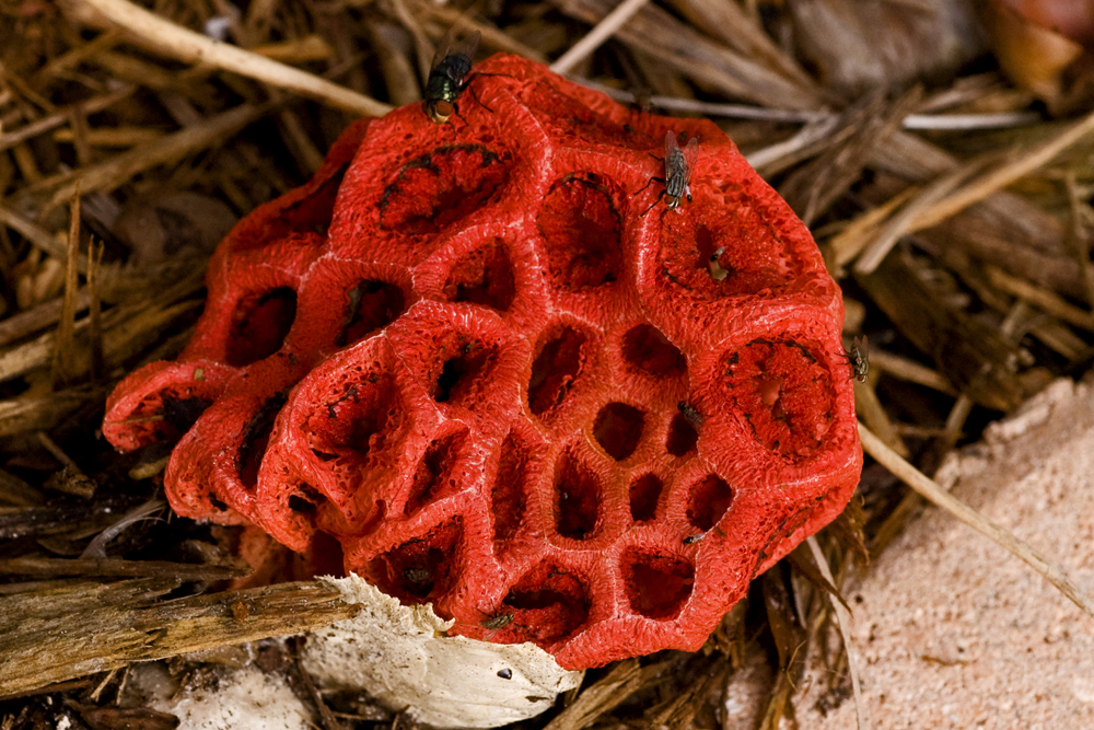 Image result for Red Cage Fungus