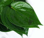obatalami2015 Obat Batuk Kering Atau Basah